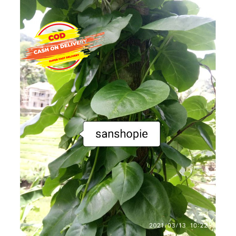 

Daun Binahong Segar Per 500 gram