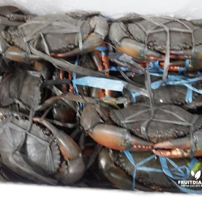 

Kepiting Fresh seafood dari Timika Papua pre order