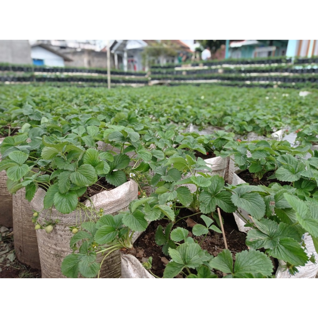 Bibit Strawberry California 20 pohon