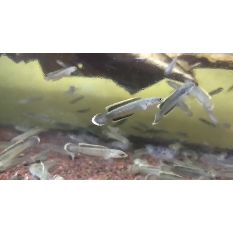 channa limbata 3-5cm cb lawu rim pedas