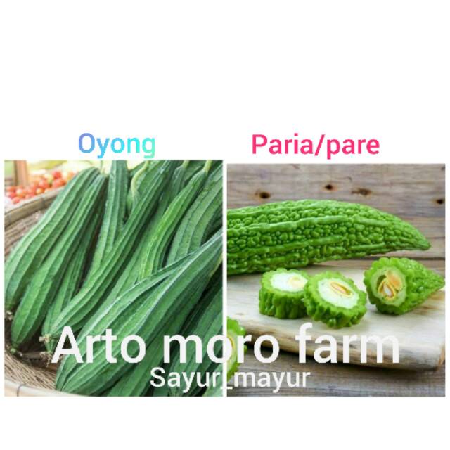 

oyong dan paria/pare pilihan