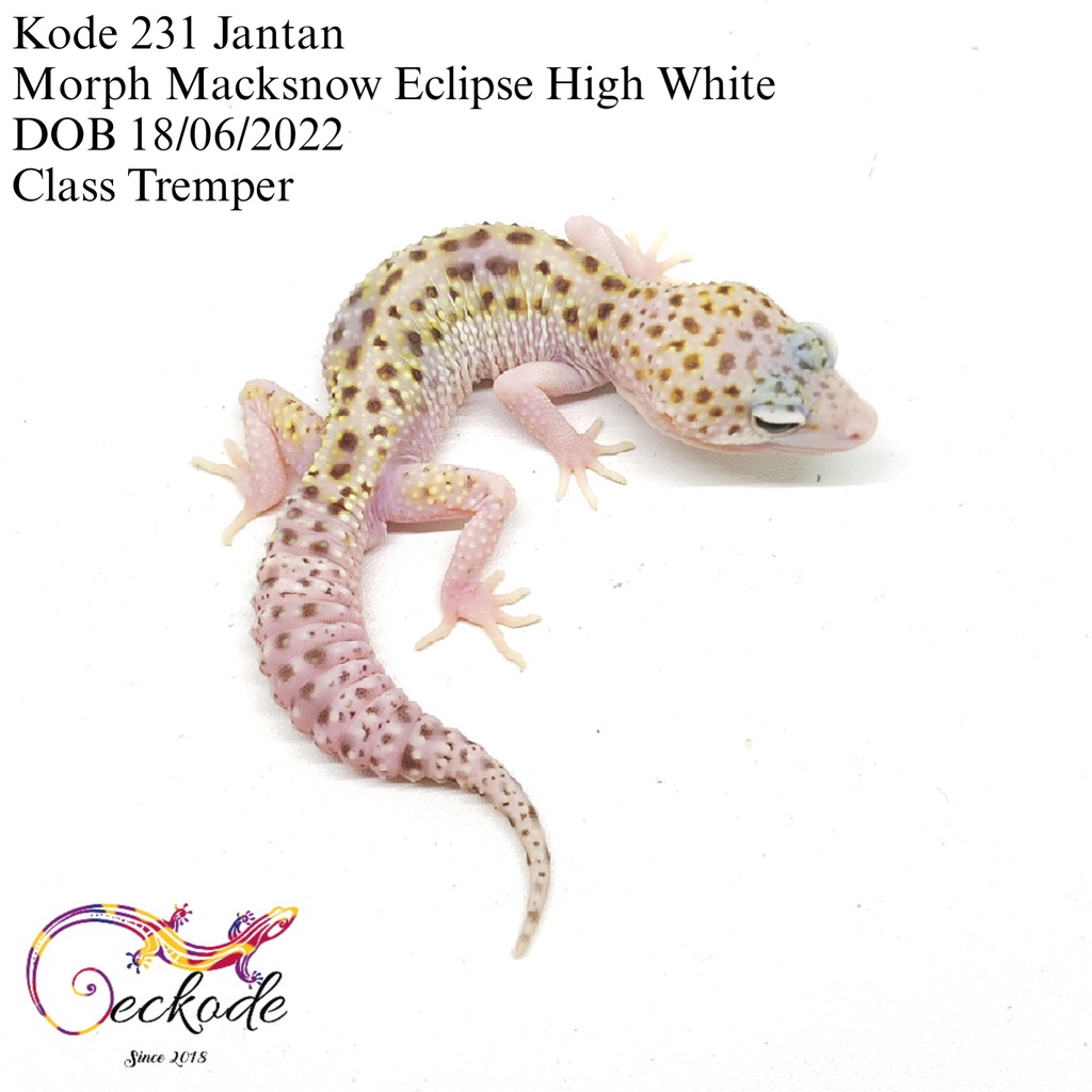 Mainan Miniatur Macksnow Eclipse Gecko 231