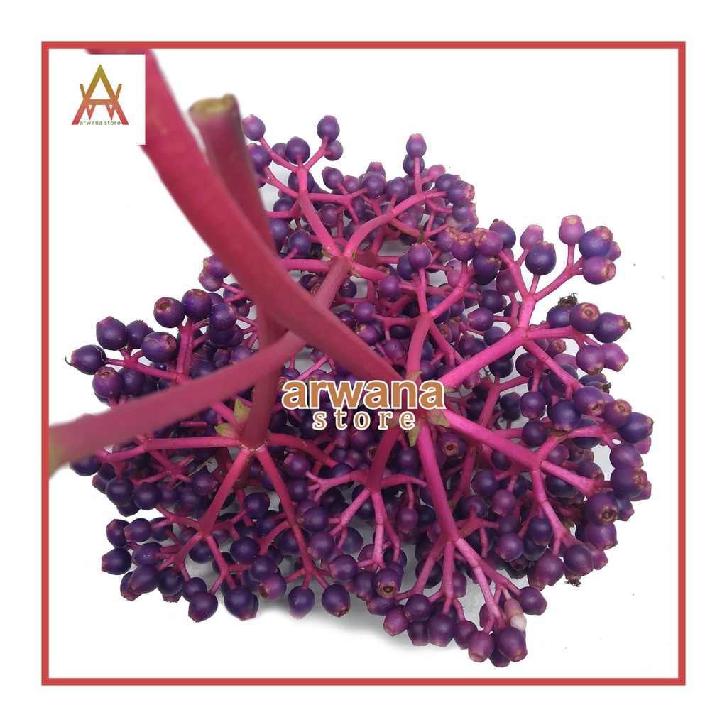 

SEPEREMPAT KG BUAH PARIJOTO PENYUBUR KANDUNGAN