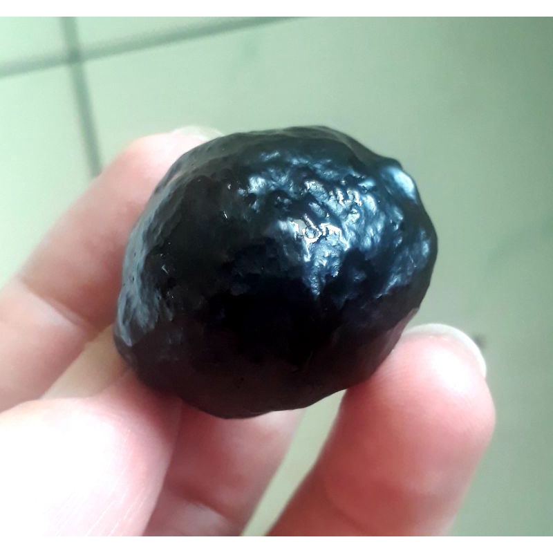 Kemiri Adu Muncang Adu Yanti SB Ori Matang