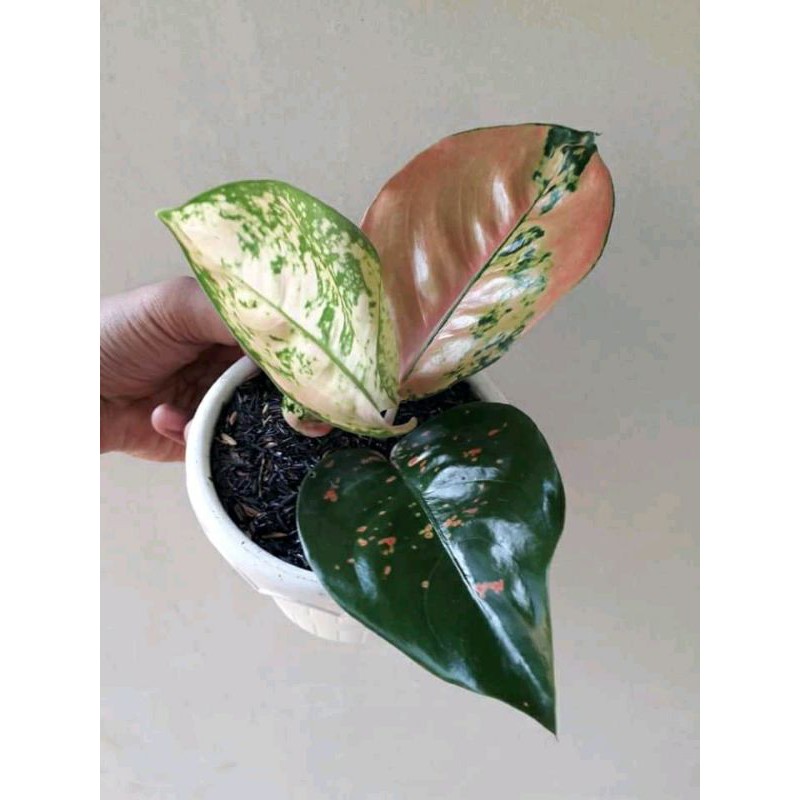 Tanaman Hias Aglonema Kocin Tembaga//Aglonema Tembaga Kocin