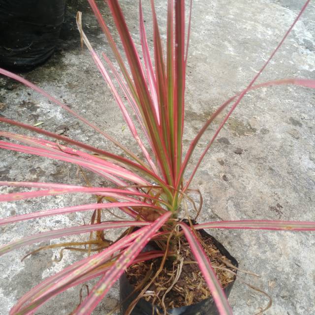 Tanaman hias dracena tricolor merah