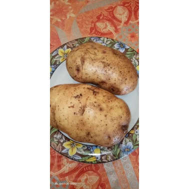 

KENTANG KUNING JENIS SUPER