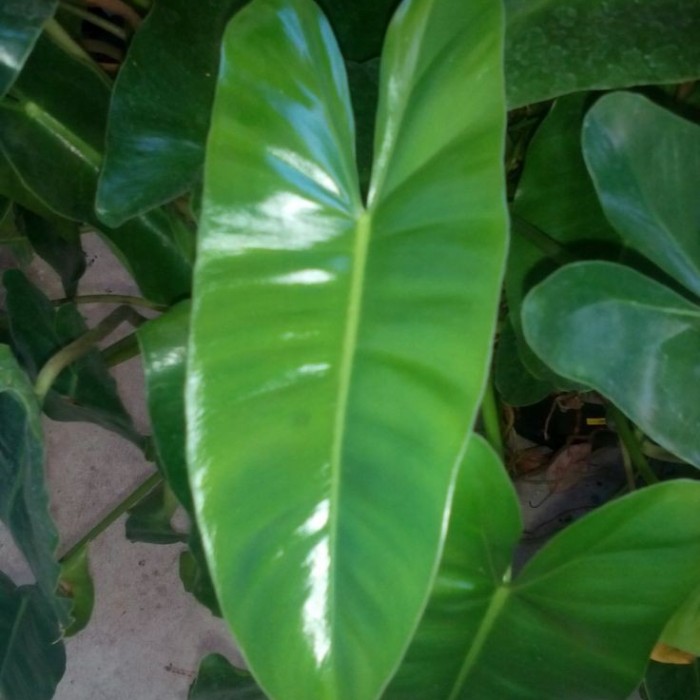 Tanaman Hias Philodendron Burlemarx - Brekele Ijo - Philo Brekele