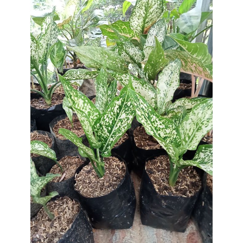 Bunga Aglonema snow white