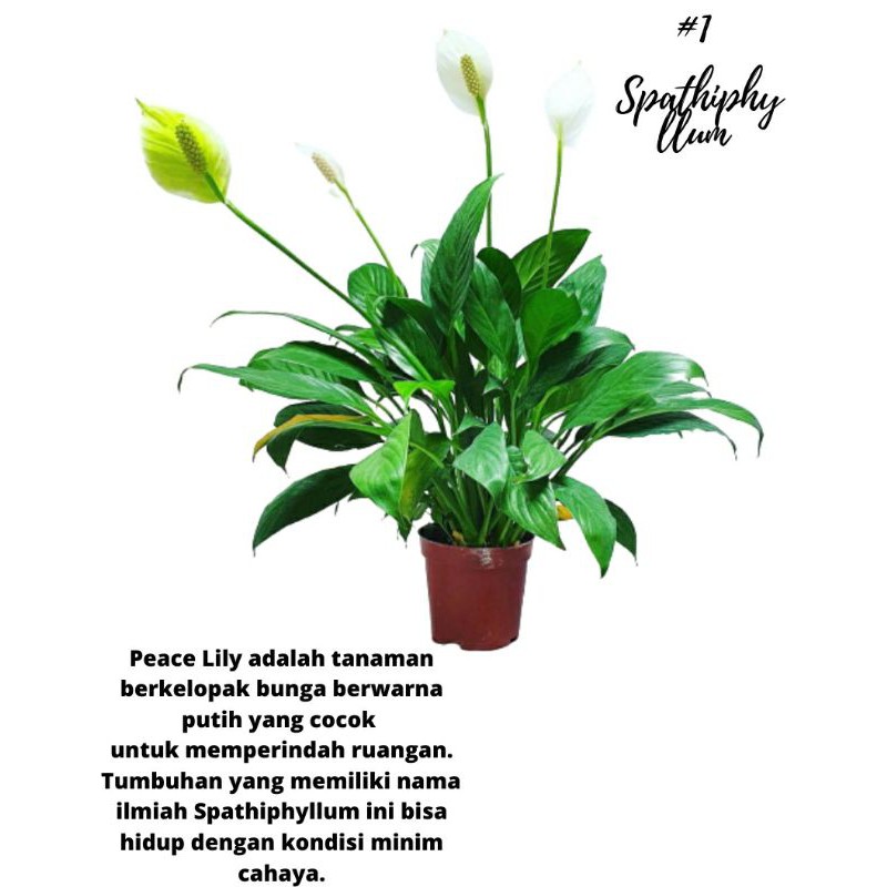 TANAMAN PEACE LILY | A GRADE | TANAMAN SEPATU FILM | COD |TANAMAN HIAS HIDUP MURAH