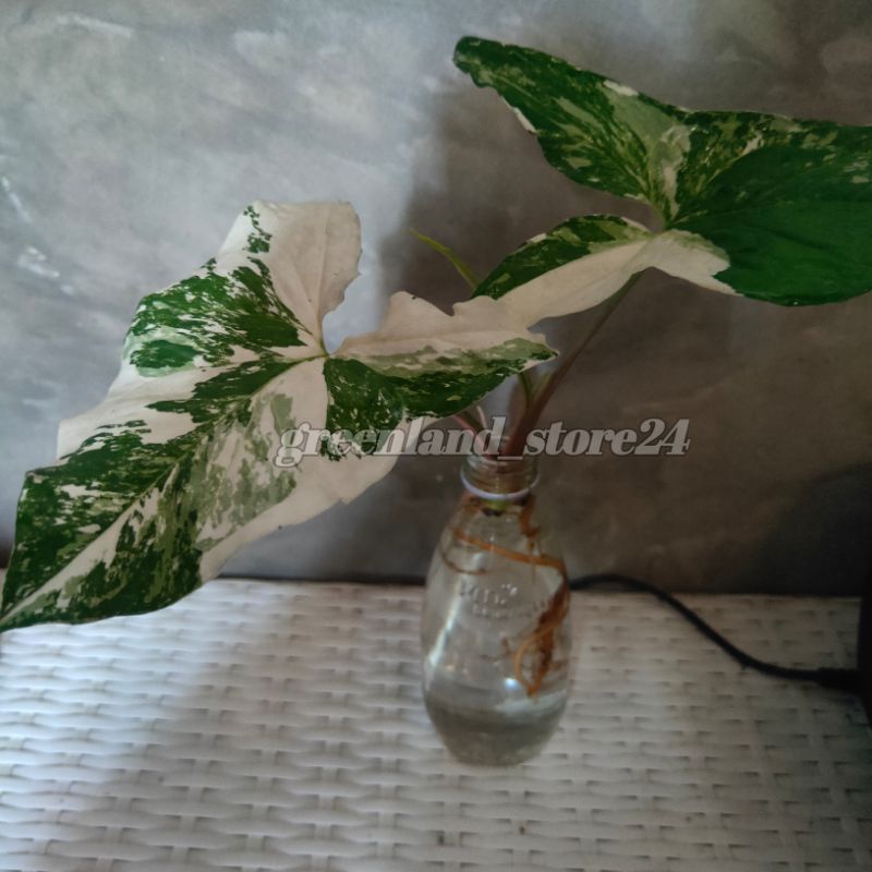 tanaman hias MURAH syngonium variegata tahan air - syngonium - syngonium variegata Albo - bisa COD