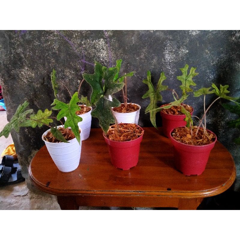 Alocasia Sp Sulawesi