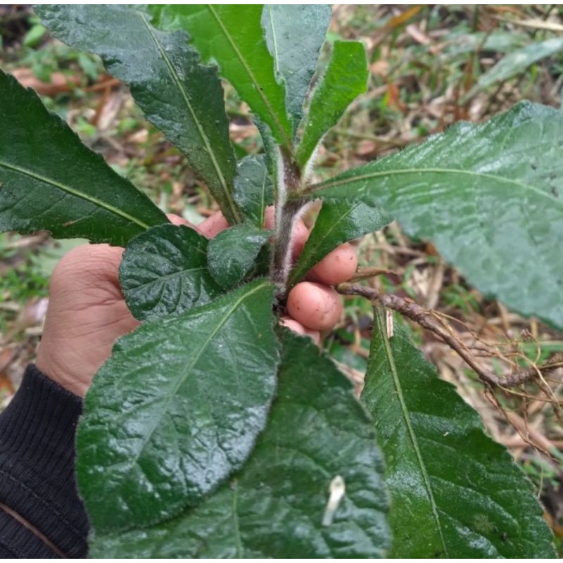 

sawi hutan/tapak liman segar 500 gram