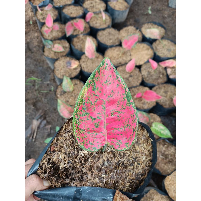 

Aglonema Big Apple daun 1-2