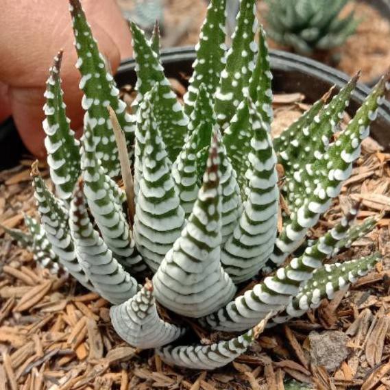 

HΦT PROMΦ Hortia zebra Termurahж