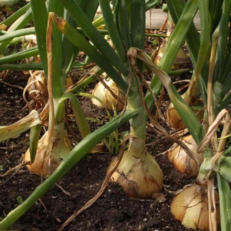 Benih Bawang Bombay Hibrida - Bibit Sayur