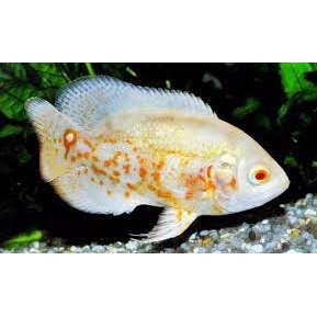 Oscar Tiger Albino Ukuran 6cm - 7cm ( 2 Jari )