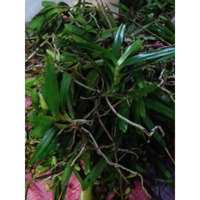 Anggrek kuku macan mini