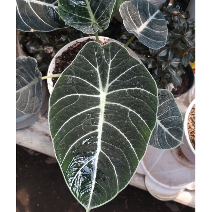 Alocasia Black Velvet Remaja MURAH