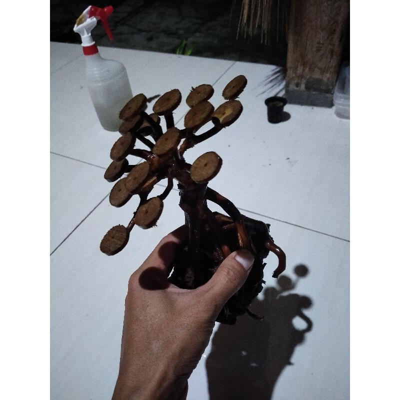 bonsai aquascape kayu rasamala
