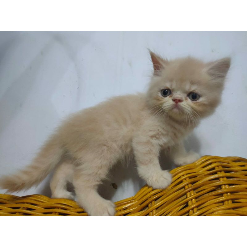 kitten Persia flatnose mix Exotic