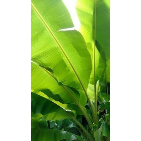

daun pisang 250gr