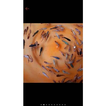 Promo Ikan Cupang Betina Fancy