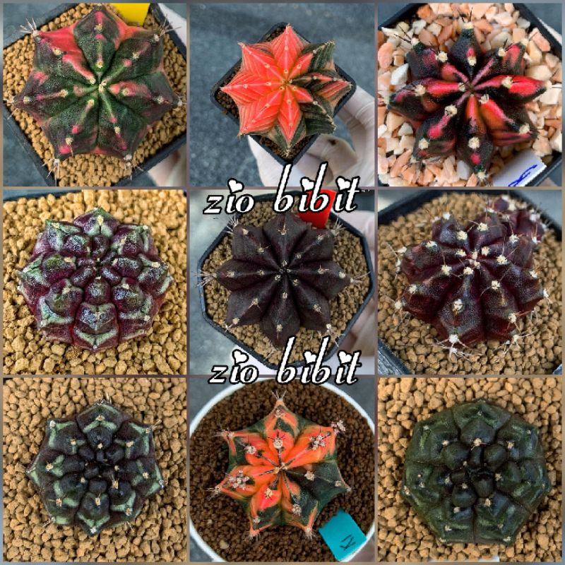 Benih-Bibit-Biji Kaktus Gymno Variegata Mix Warna
