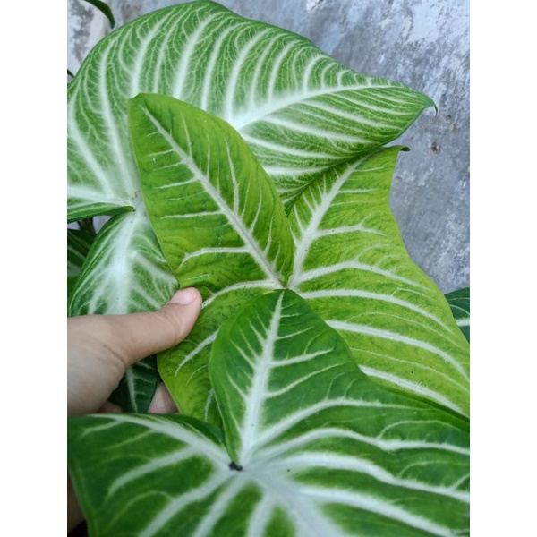 Anakan keladi zebra xanthosoma lindenii