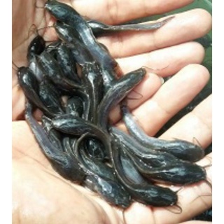 Image of Bibit Ikan Lele Sangkuriang Ukuran 5-6cm