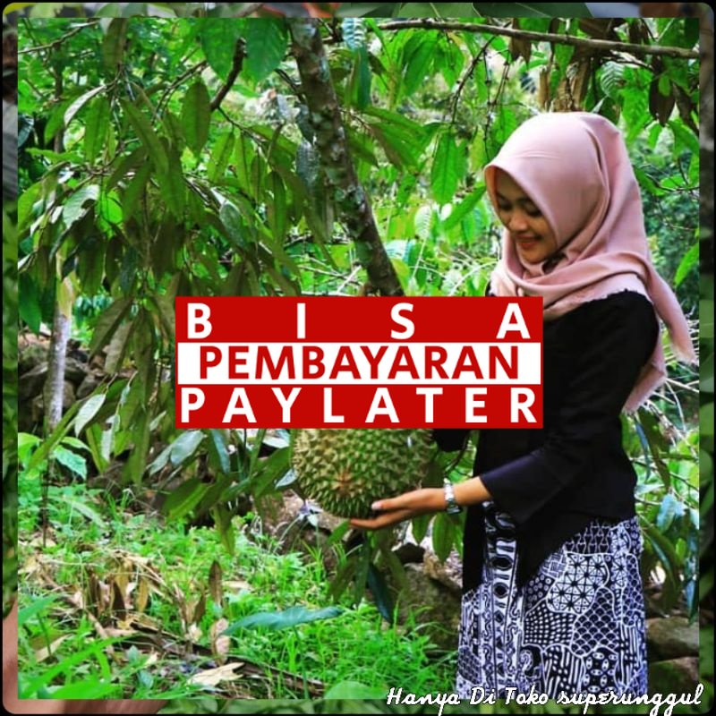 Bibit durian montong kaki 3 Super