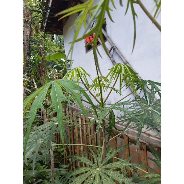 bibit tanaman herbal Yodium/Betadin