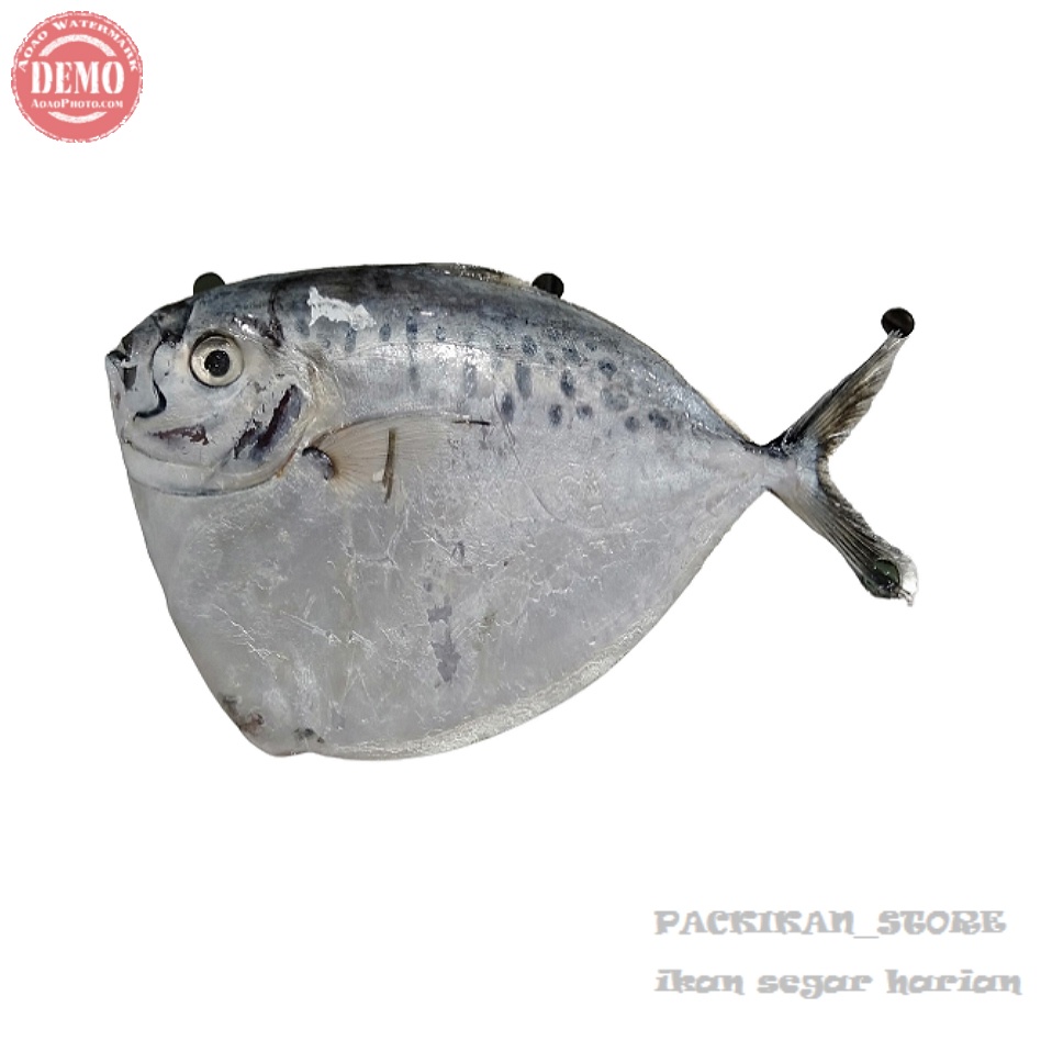 Jual Ikan Segar tem Kantong Semar 1Kg Hasil Laut Segar | Shopee Indonesia