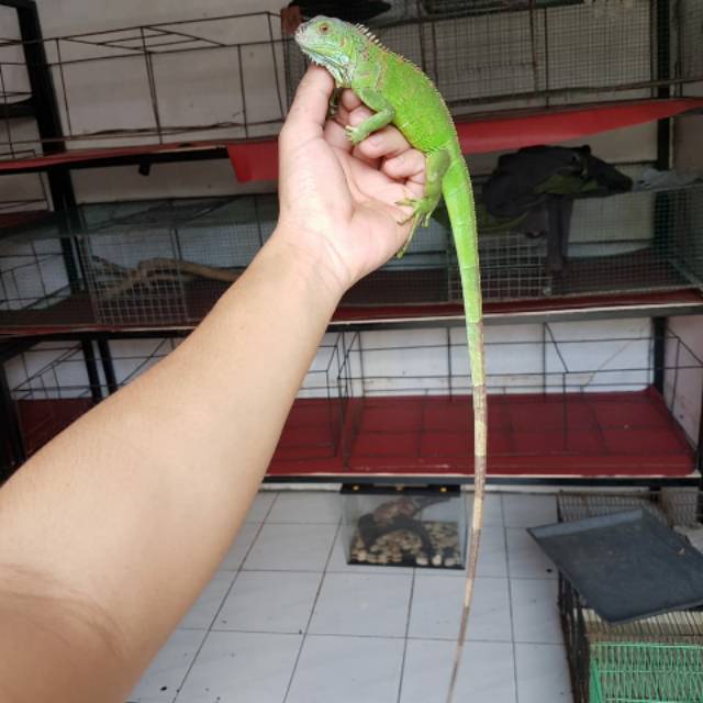 Iguana green