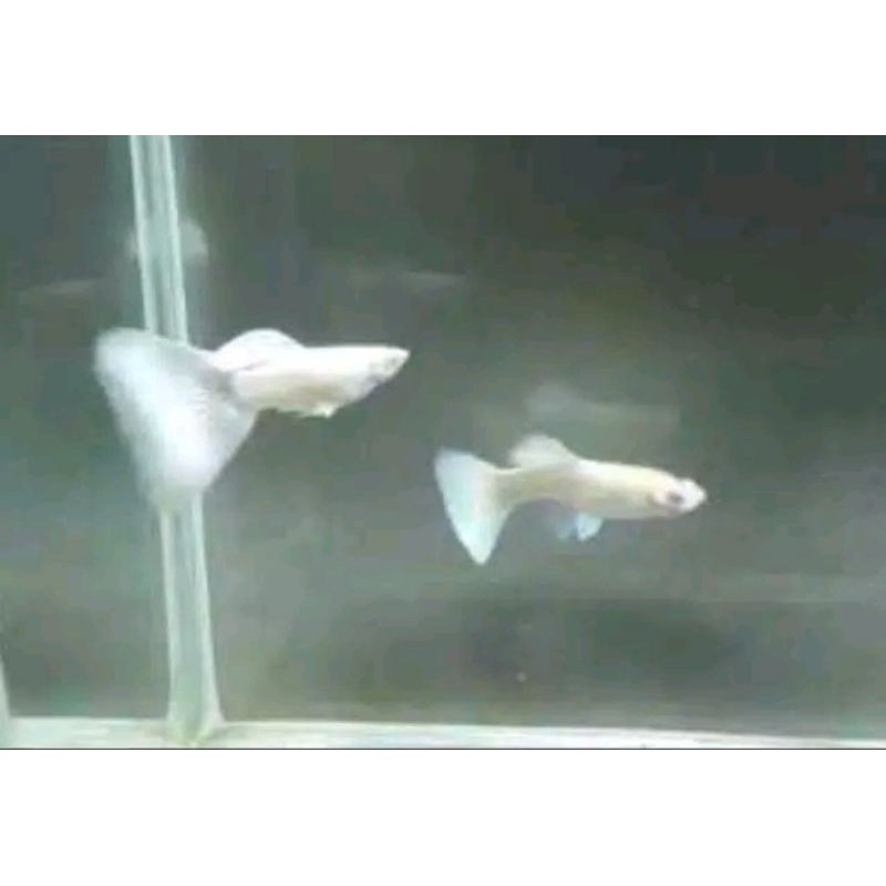 ikan guppy albino full platinum