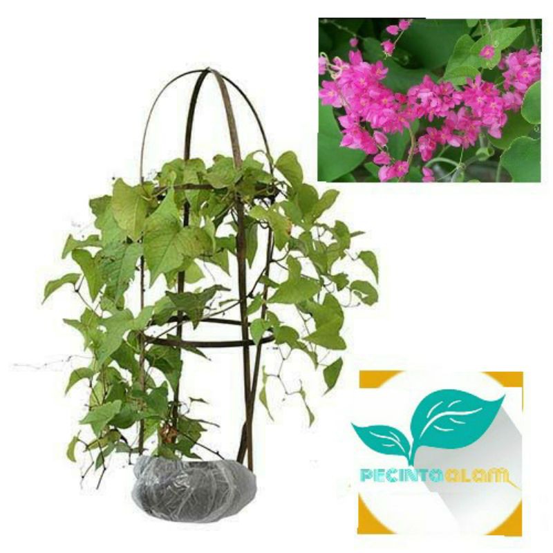 Bibit tanaman bunga air mata pengantin/Bunga AMP