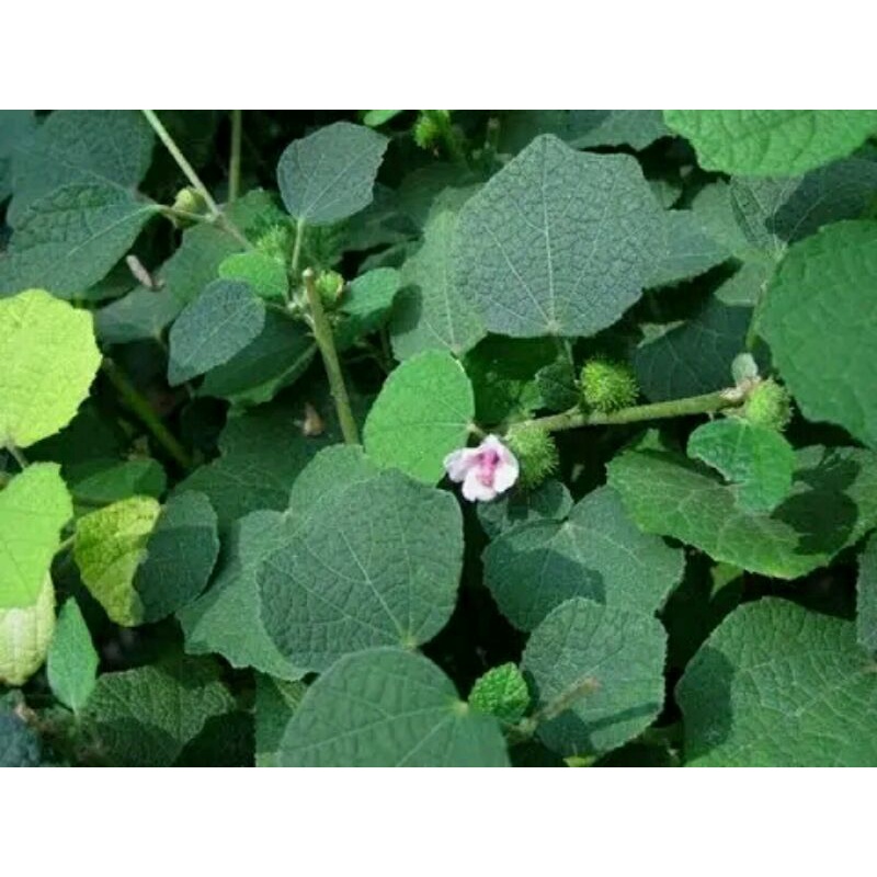 

daun pulutan pungpurutan fres 500gram