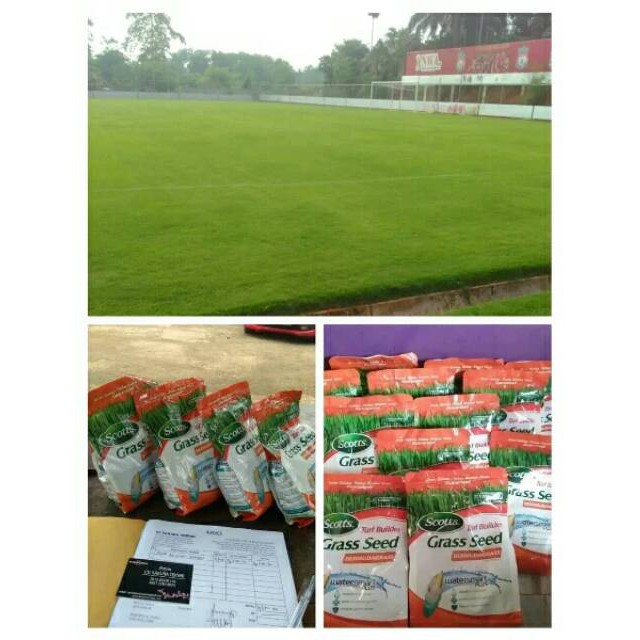 PROMO 100 GRAM Biji rumput jepang - benih rumput jepang - bibit rumput jepang -  bibit