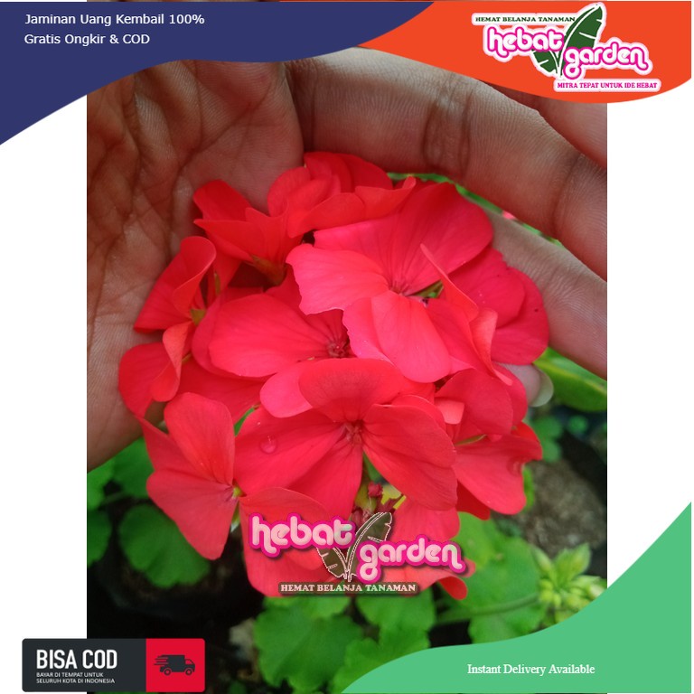 Geranium bunga merah -Calliope Geranium Scarlet Fire
