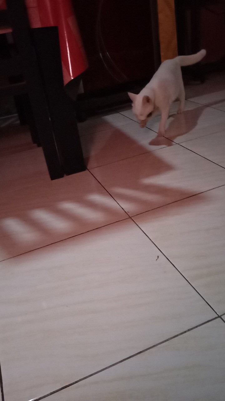 Dgm_fashion1 Kemeja Batik Songket Lengan Panjang Best Seller Batik Songket Premium Pria Casual