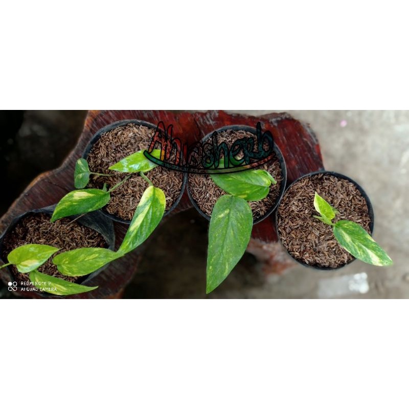 Epip Kujang ORIGINAL / Epiprenum Pinatum Yellow Varigata F1 / Epipremnum Pinnatum Yellow Flame