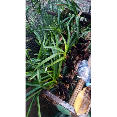 anggrek retusa / ekortupai dewasa siap bunga