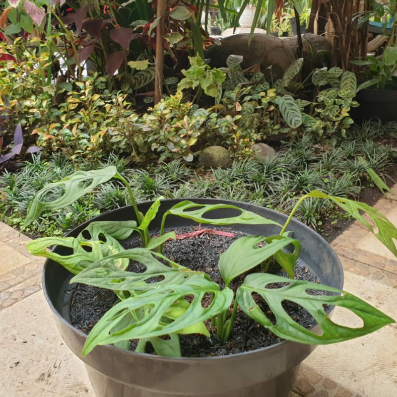 VIRAL Tanaman Hias Monstera Janda Bolong 2 Daun Tanaman Bandung