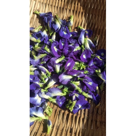 

teh kecantikan bunga telang organik