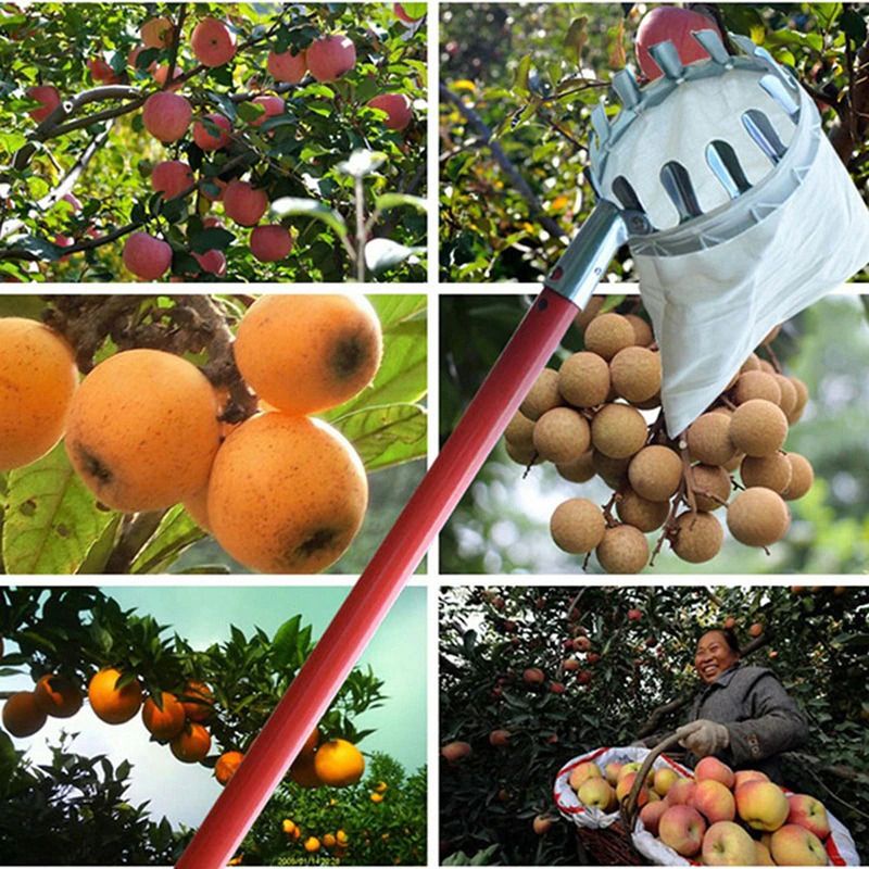 Alat Pemetik Buah - berkebun - fruit picker