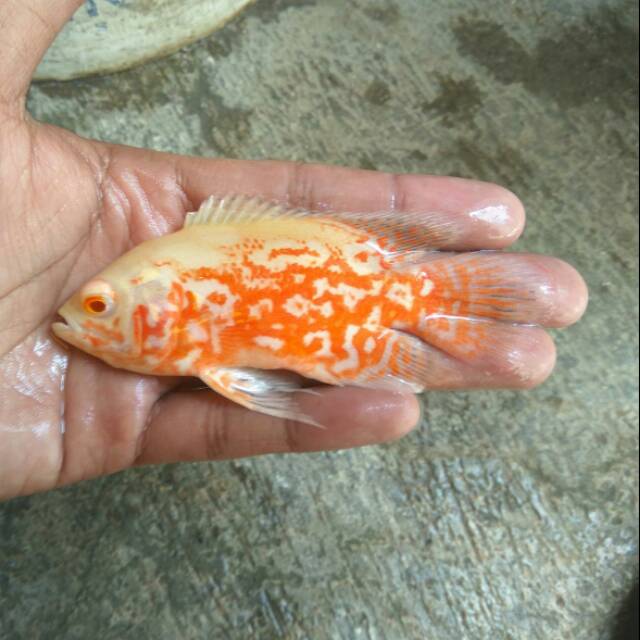 Ikan Oscar Albino Tiger Import Shopee Indonesia