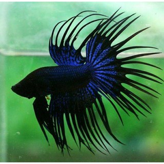 cupang crowntail / serit ukuran s+ beli 5 gratis 1