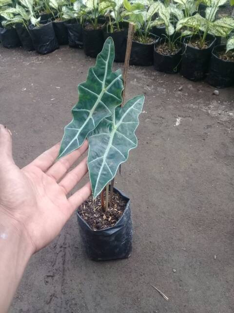 Keladi amazon..Alocasia amazonica