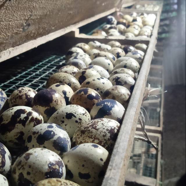

Telur puyuh