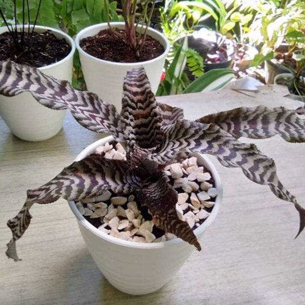 tanaman bromelia tokek/tanaman hias bromelia/bromelia tokek